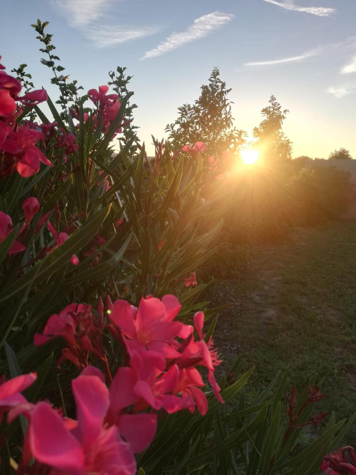 Bed and Breakfast Des Branches&Vous Chateauneuf-sur-Isere Exterior foto